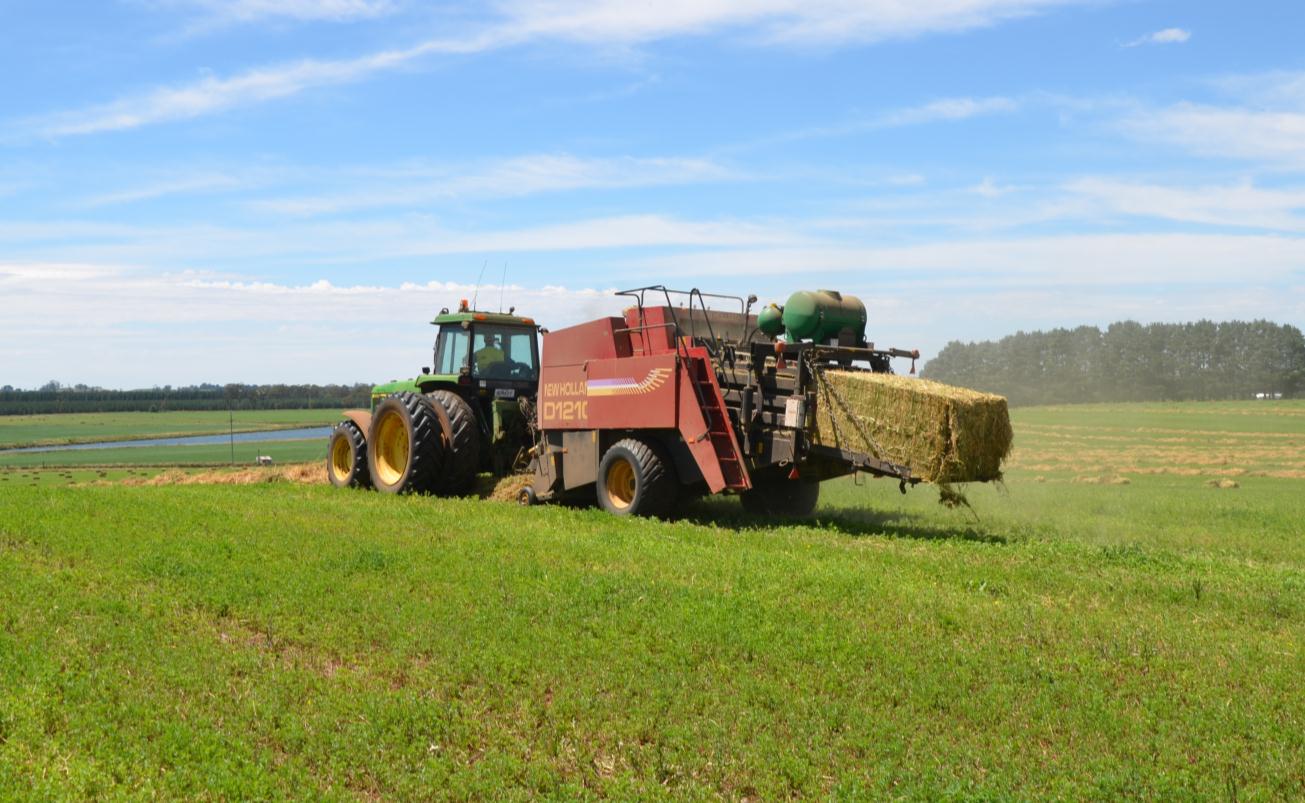 Lucerne Hay Large Square Bale 2 Forbes Lucerne