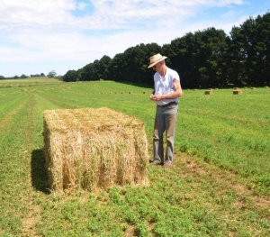 hay for sale - big square bale