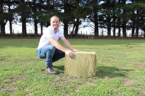 Lucerne Hay For Sale - Compact Bale