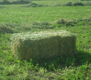 Lucerne Hay Small Square Bale