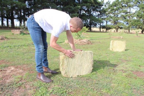 grass hay for sale - compact grass hay bale