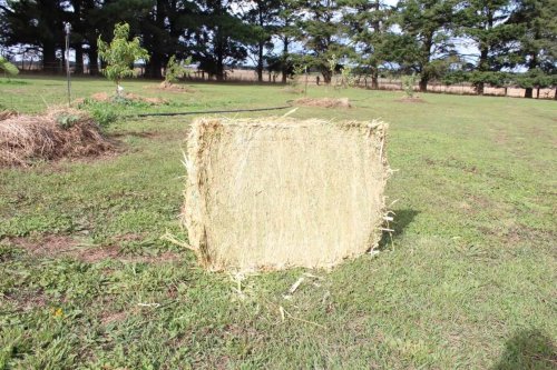 oaten hay for sale - compact oaten hay bale